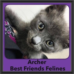 2016-Adopted-Archer