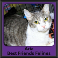 2016-Adopted-Aria