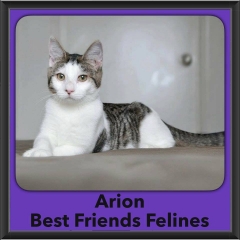 2016-Adopted-Arion