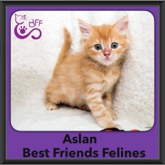 2016-Adopted-Asian