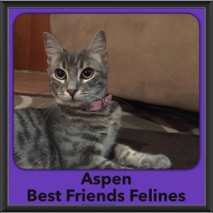 2016-Adopted-Aspen