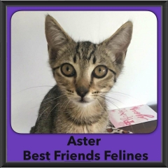 2016-Adopted-Aster