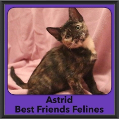 2016-Adopted-Astrid
