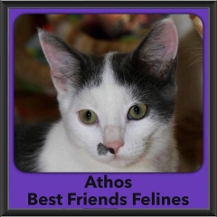 2016-Adopted-Athos