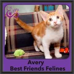 2016-Adopted-Avery