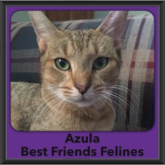 2016-Adopted-Azula