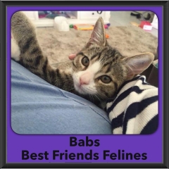 2016-Adopted-Babs