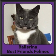 2016-Adopted-Ballerina