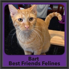 2016-Adopted-Bart