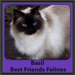 2016-Adopted-Basil