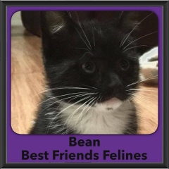 2016-Adopted-Bean