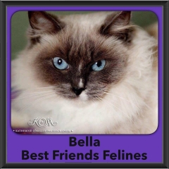 2016-Adopted-Bella