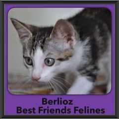 2016-Adopted-Berlioz