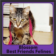 2016-Adopted-Blossom