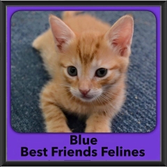 2016-Adopted-Blue