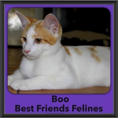 2016-Adopted-Boo