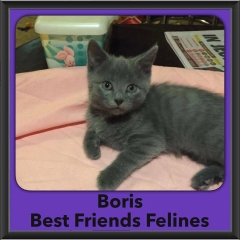 2016-Adopted-Boris