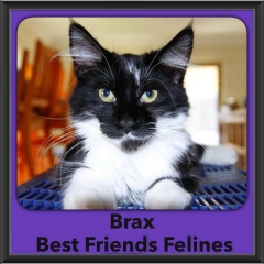 2016-Adopted-Brax