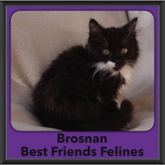 2016-Adopted-Brosnan