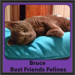 2016-Adopted-Bruce