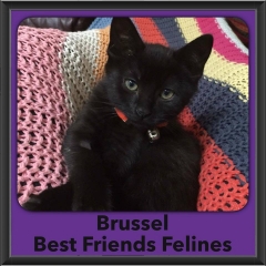 2016-Adopted-Brussel
