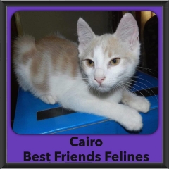 2016-Adopted-Cairo