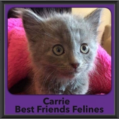 2016-Adopted-Carrie