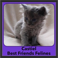 2016-Adopted-Castiel