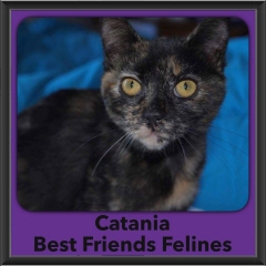 2016-Adopted-Catania