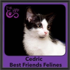 2016-Adopted-Cedric