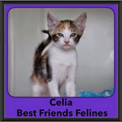 2016-Adopted-Celia