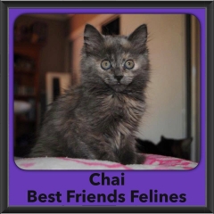 2016-Adopted-Chai