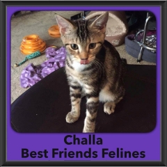 2016-Adopted-Challa