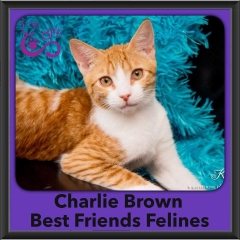 2016-Adopted-Charlie-Brown