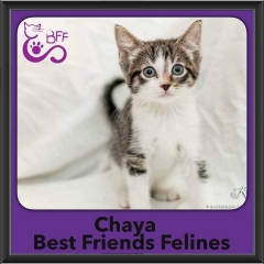 2016-Adopted-Chaya