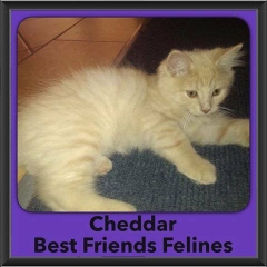2016-Adopted-Cheddar