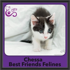 2016-Adopted-Chessa