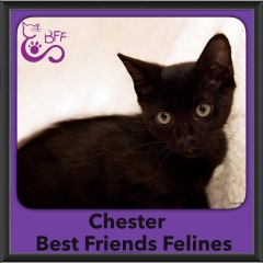 2016-Adopted-Chester