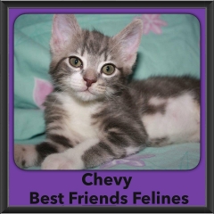 2016-Adopted-Chevy