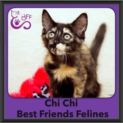 2016-Adopted-Chi-Chi