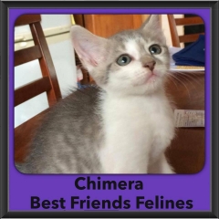 2016-Adopted-Chimera