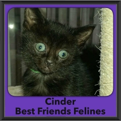 2016-Adopted-Cinder