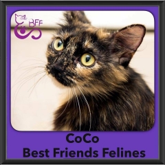 2016-Adopted-Coco