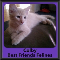 2016-Adopted-Colby