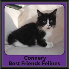 2016-Adopted-Connery
