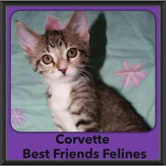 2016-Adopted-Corvette