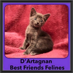 2016-Adopted-DArtagnan