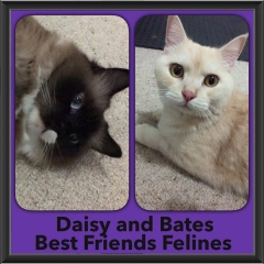 2016-Adopted-Daisy-Bates