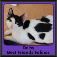 2016-Adopted-Daisy