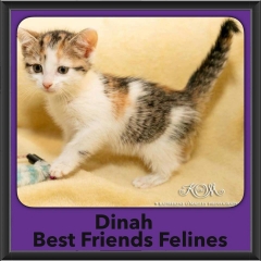 2016-Adopted-Dinah